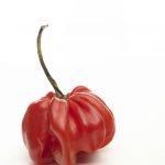 Red Chilli Pepper