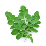 Moringa leaves isolated on white background.