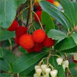 Arbutus203-1526098857884.jpg