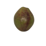 Avocado20-20St20Lucia20cut20out202-1602012295801.png