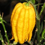 Buddhas20Hand203-1510970584639.jpg