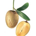 CARAMEL20Vietnam20Sapodilla-1561547630350.jpg