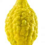 Etrog201-1557460729270.jpg