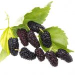 Fresh mulberries