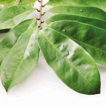 Soursop20Leaves20fresh-1548275452527.jpg