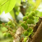 a star gooseberry fruit