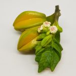 Starfruit20mag202-1568062317548.jpg