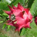 dragonfruit20shop-1516836307588.jpg