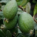 feijoa3shop-1439057085960-1.jpg