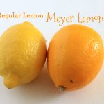 regular-lemon-vs-meyer-lemon-1512438206847-1.jpg