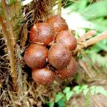 salak20on20tree-1531271762118.jpg