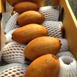 sapodilla-1471085188510-1.jpg