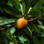 sapodilla-shop-1440449410992-1473846022453-1.jpg