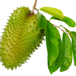 soursop-1531470256202-1.png