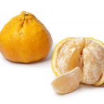 9241273 – whole and partial peeled ugli fruit isolated on white background